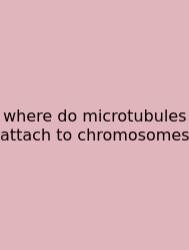 Where Do Microtubules Attach To Chromosomes