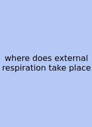 Where Does External Respiration Take Place