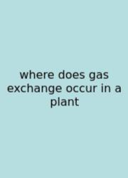 Where Does Gas Exchange Occur In A Plant