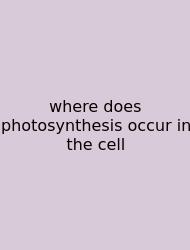 Where Does Photosynthesis Occur In The Cell