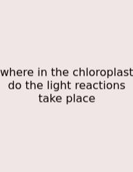 Where In The Chloroplast Do The Light Reactions Take Place