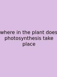 Where In The Plant Does Photosynthesis Take Place