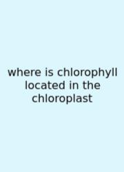 Where Is Chlorophyll Located In The Chloroplast