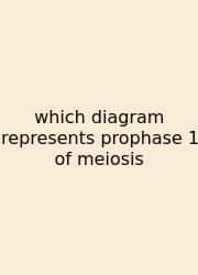Which Diagram Represents Prophase 1 Of Meiosis