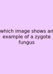 Which Image Shows An Example Of A Zygote Fungus