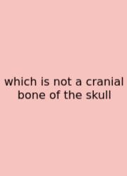 Which Is Not A Cranial Bone Of The Skull