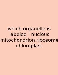 Which Organelle Is Labeled I Nucleus Mitochondrion Ribosome Chloroplast