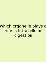 Which Organelle Plays A Role In Intracellular Digestion
