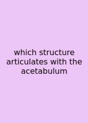 Which Structure Articulates With The Acetabulum