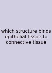 Which Structure Binds Epithelial Tissue To Connective Tissue