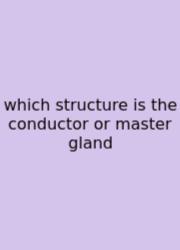 Which Structure Is The Conductor Or Master Gland