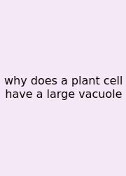 Why Does A Plant Cell Have A Large Vacuole